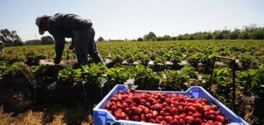 UE aprueba acuerdo con Chile para comercio de productos orgnicos